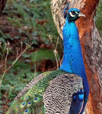 Peacock.jpg