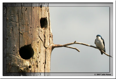 Bird on a Wire copy 4.jpg