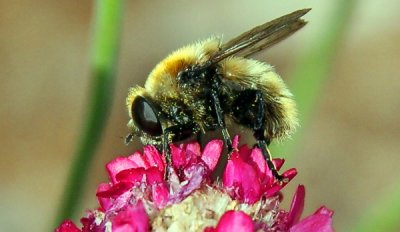 BEE.jpg