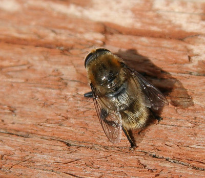 2nd bee.jpg