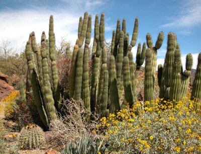 Cacti