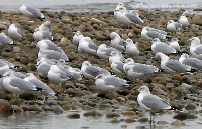Sarnia Seagulls