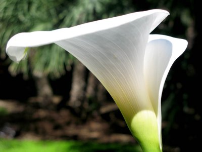 Denia Flower