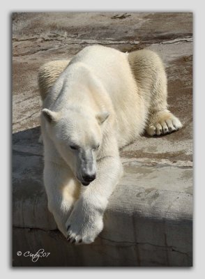 zoo 43
