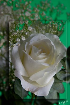 white rose 3