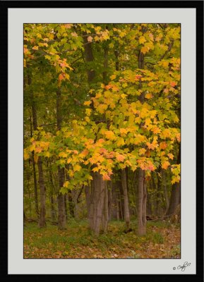 Autumn Colors 36