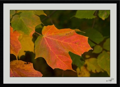 Autumn Colors 37