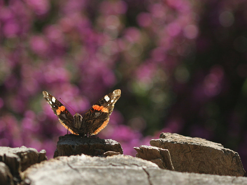 July 29 2007: <br> Red Admiral and Heather