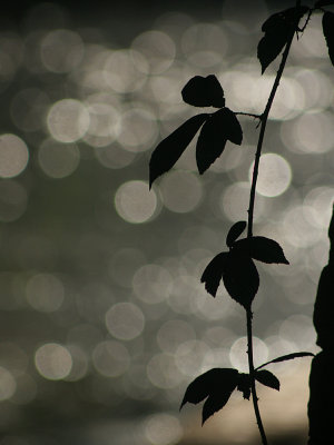 November 4 2006: Vertical
