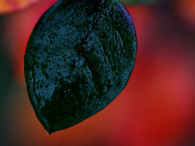 January 5 2007: Leaf on a Dull Afternoon