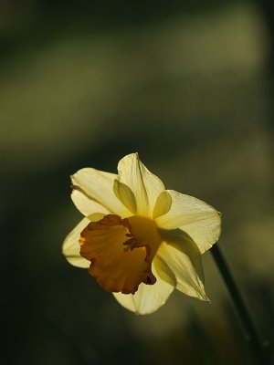 March 17 2007: A Daffodil for St Patrick’s Day..