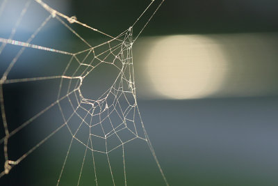 April 4 2007:   The Web by the Lock