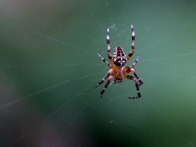 May 17 2007:  One Spider and its Web