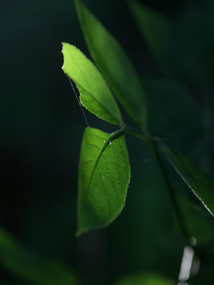 September 10 2007:   Afternoon Greenery