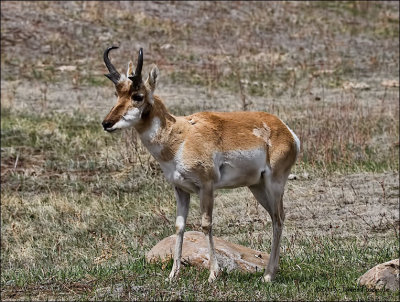 American Pronghorn