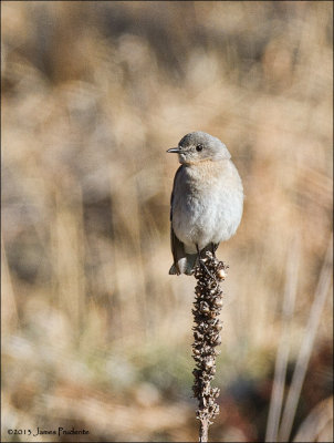 Mountain Bluebird