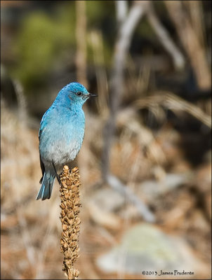 Mountain Bluebird