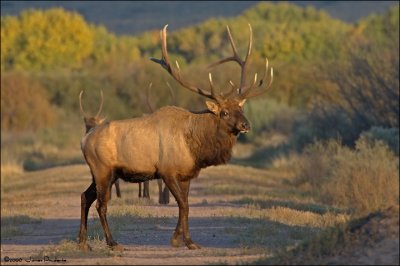 Wapiti Bull