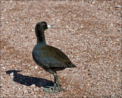 American Coot