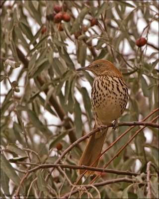 Brown Thrasher