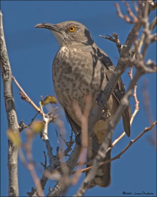 Curve-billed Thrasher