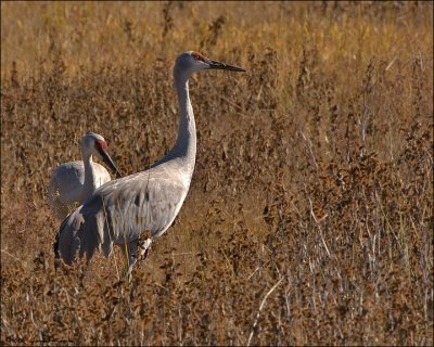 Sandhill Cranes