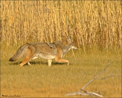 Coyote