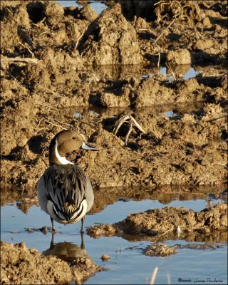 Northern Pintail