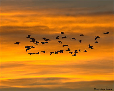 Snow Geese at Dawn