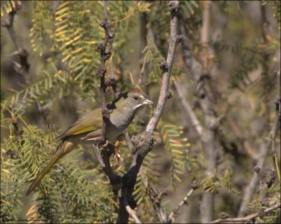 Green-tailed Towhee