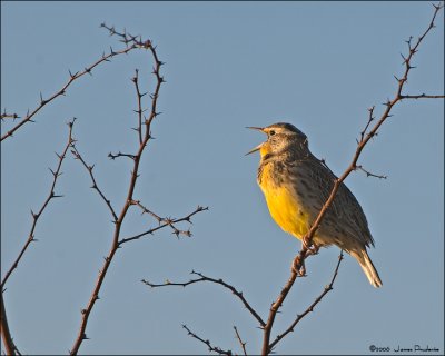 Western Meadowlark