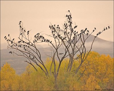 American Crows and Bosque scenic