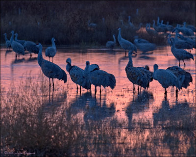 Sandhill Cranes at Dawn