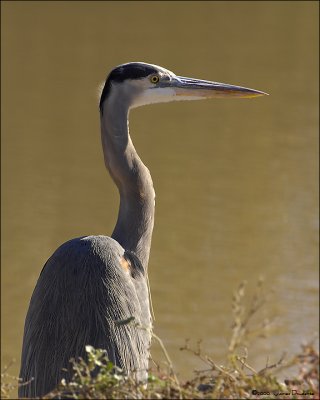 Great Blue Heron