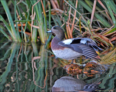 American Wigeon