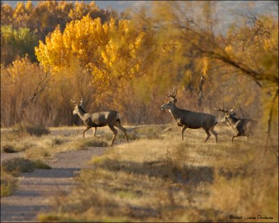 Mule Bucks