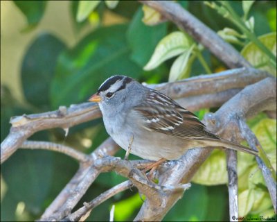 White-crowned Sparrow