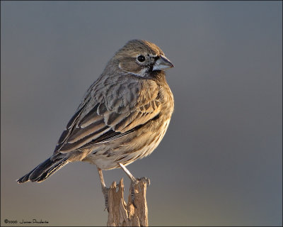 Lark Bunting