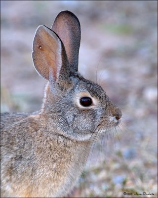 Desert Cottontail