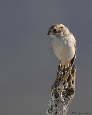 Brewer's Sparrow