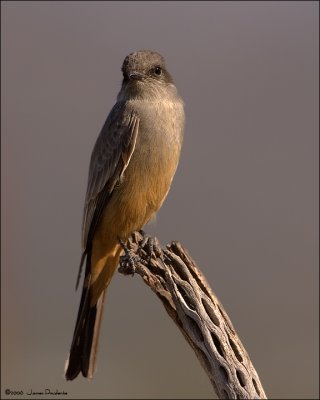 Say's Phoebe