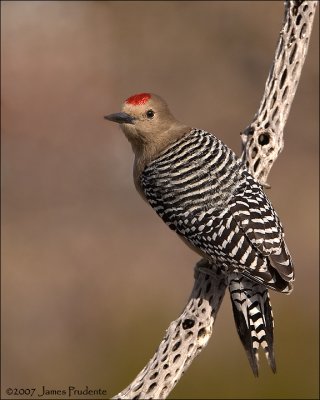 Gila Woodpecker