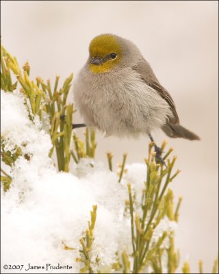 Verdin