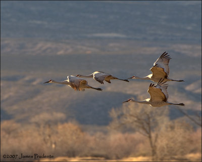Sandhill Cranes