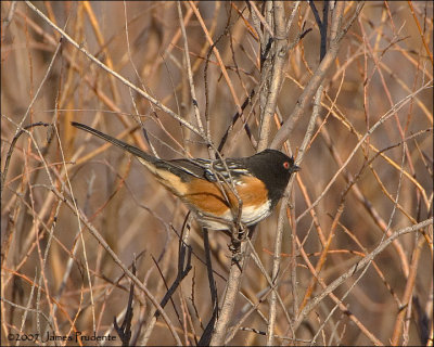 Spotted Towhee