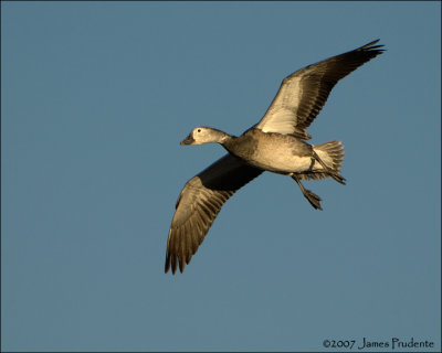 Snow Goose