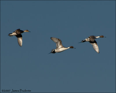 Northern Pintails