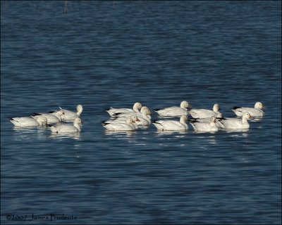 Ross's Geese and Snow Geese