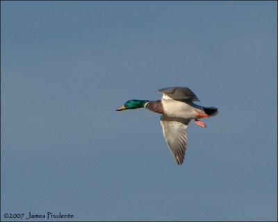 Mallard Drake