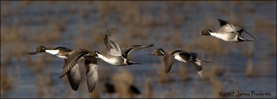 Pintail Courtship Flight